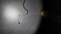 Cryptophis nigrescens