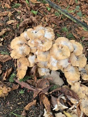 Physalacriaceae