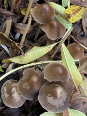 Parasola conopilea