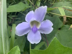Thunbergia