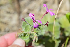 Pelargonium reniforme