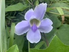 Thunbergia
