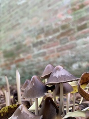 Parasola conopilea