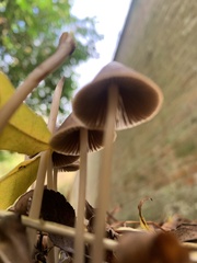 Parasola conopilea