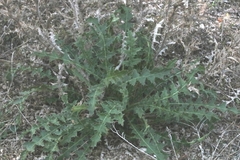 Scolymus
