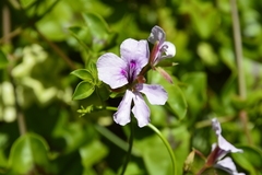 Pelargonium peltatum