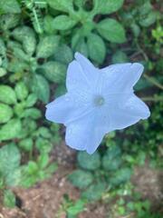 Ipomoea pes-tigridis