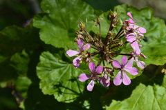Pelargonium zonale