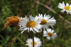 Erigeron galeottii