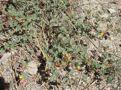 Acmispon decumbens davidsonii
