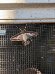 Diaphania