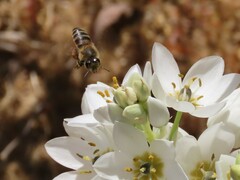 Apis mellifera capensis
