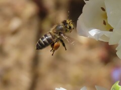 Apis mellifera capensis