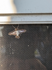 Diaphania