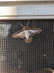 Diaphania