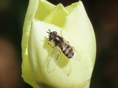 Betasyrphus
