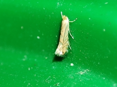 Phyllonorycter quercifoliella