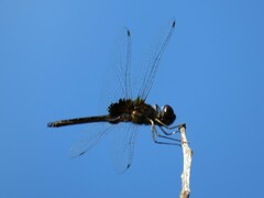 Macrodiplax balteata