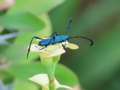 Hypocrites scabriusculus