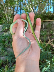 Philothamnus occidentalis