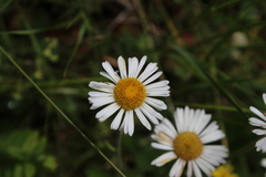 Erigeron galeottii