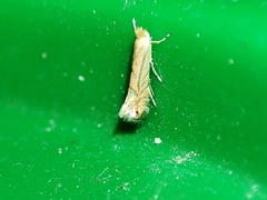 Phyllonorycter quercifoliella