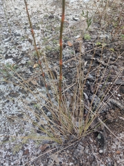 Polygonella gracilis