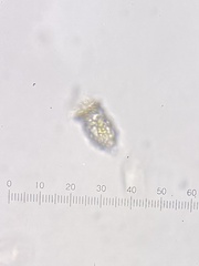 Codonella