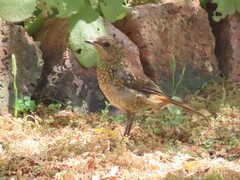 Cossypha caffra caffra