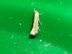 Phyllonorycter quercifoliella