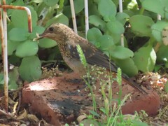 Cossypha caffra caffra