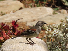 Passer melanurus melanurus