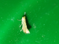Phyllonorycter quercifoliella