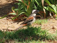 Passer melanurus melanurus