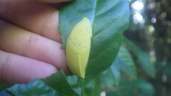 Elisolimax flavescens