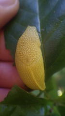 Elisolimax flavescens