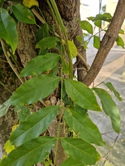 Wisteria sinensis