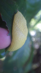 Elisolimax flavescens