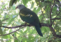 Ptilinopus magnificus