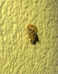 Chrysomeloidea