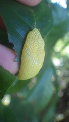Elisolimax flavescens