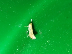 Phyllonorycter quercifoliella