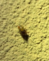 Chrysomeloidea