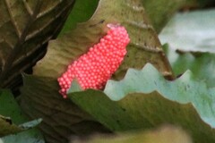 Pomacea canaliculata