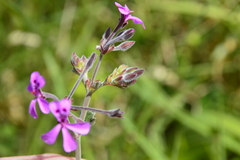 Pelargonium reniforme