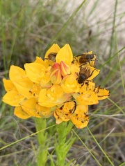 Ceratandra grandiflora