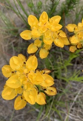 Ceratandra grandiflora