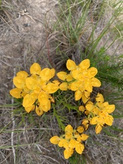 Ceratandra grandiflora