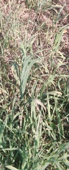 Dactylis glomerata