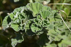 Pelargonium reniforme